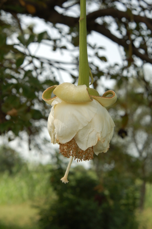 Image of African Baobab