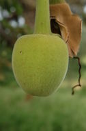 Image of African Baobab