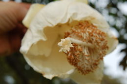 Image of African Baobab