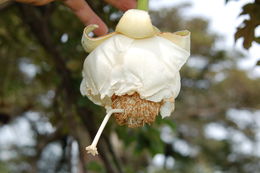 Image of African Baobab