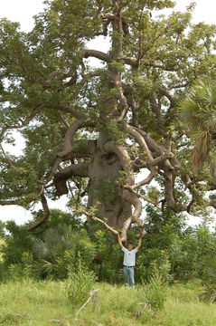 Image of African Baobab