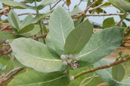 Image of roostertree