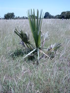 Image of palmyra palm