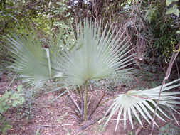 Image of palmyra palm
