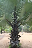 Image of palmyra palm