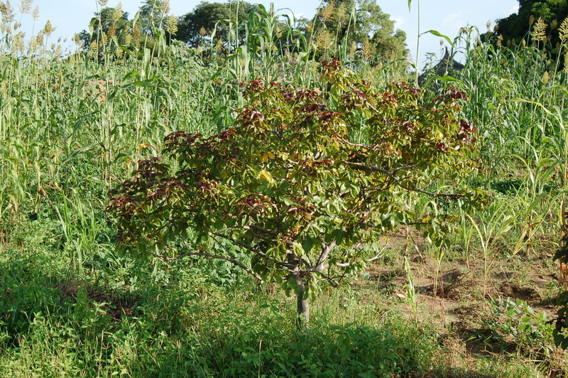 Image of bellyache bush