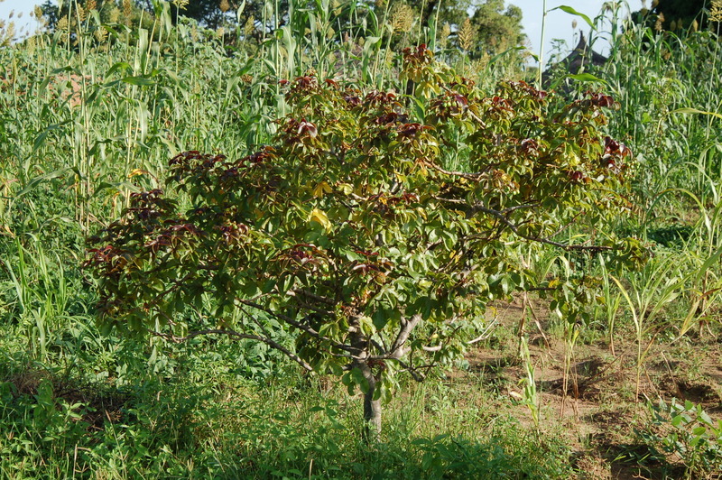 Plancia ëd Jatropha gossypiifolia L.