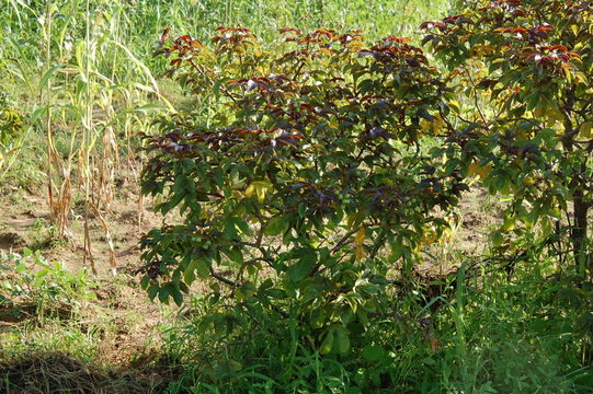 Image of bellyache bush