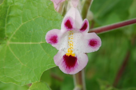 Image of Cat's Claw