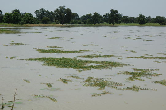 Image of Water Mimosa