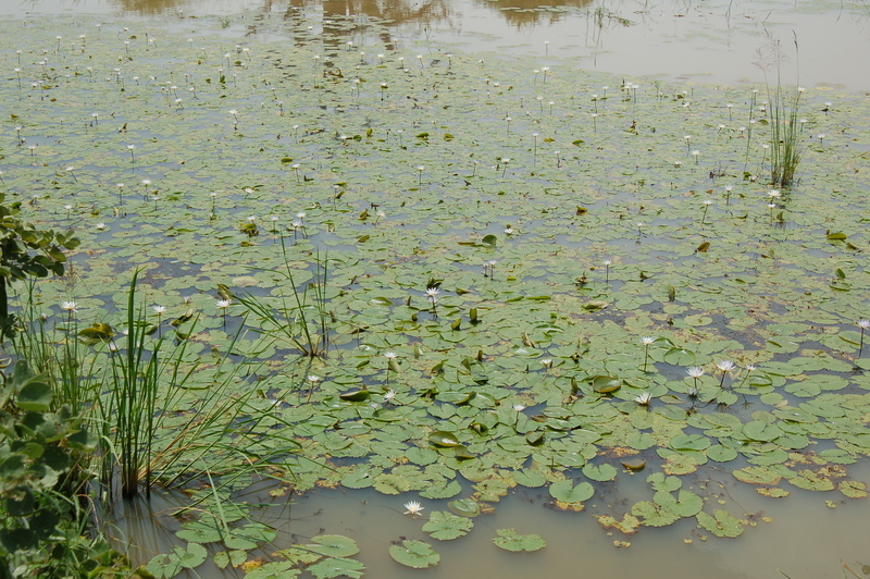 Image of Blue Egyptian lotus