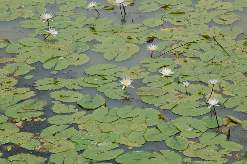 Image of Blue Egyptian lotus