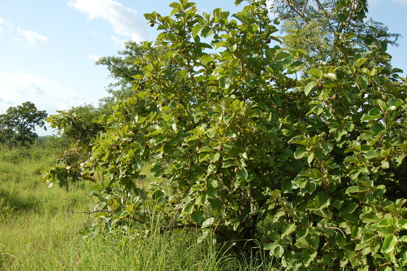 Image of Nauclea latifolia Sm.