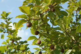 Imagem de Nauclea latifolia Sm.