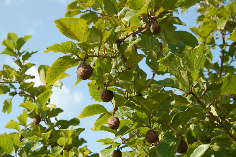 Image of Nauclea latifolia Sm.