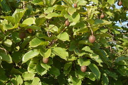 Image of Nauclea latifolia Sm.