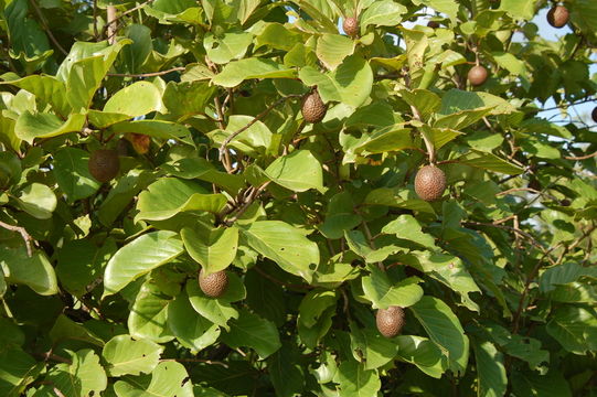 Image de Nauclea latifolia Sm.