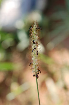 Image of <i>Setaria pumila</i>