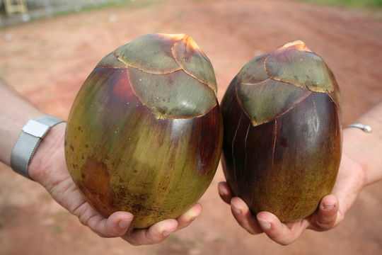 Image of Borassus akeassii Bayton, Ouédr. & Guinko