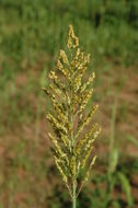 Plancia ëd Sorghum bicolor (L.) Moench