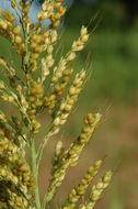 Image of sorghum