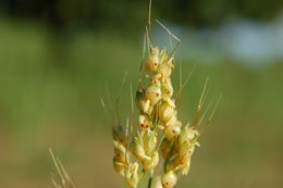 Plancia ëd Sorghum bicolor (L.) Moench