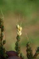 Plancia ëd Sorghum bicolor (L.) Moench