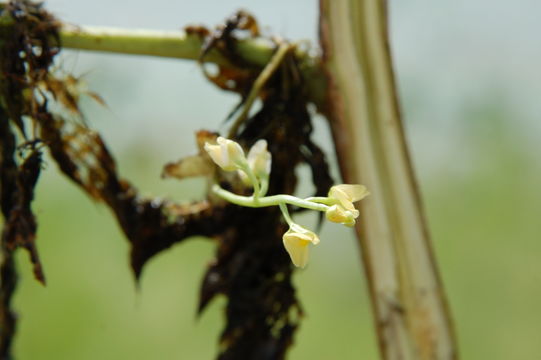 Imagem de Utricularia stellaris L. fil.