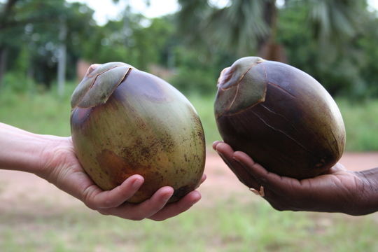 Image of Borassus akeassii Bayton, Ouédr. & Guinko