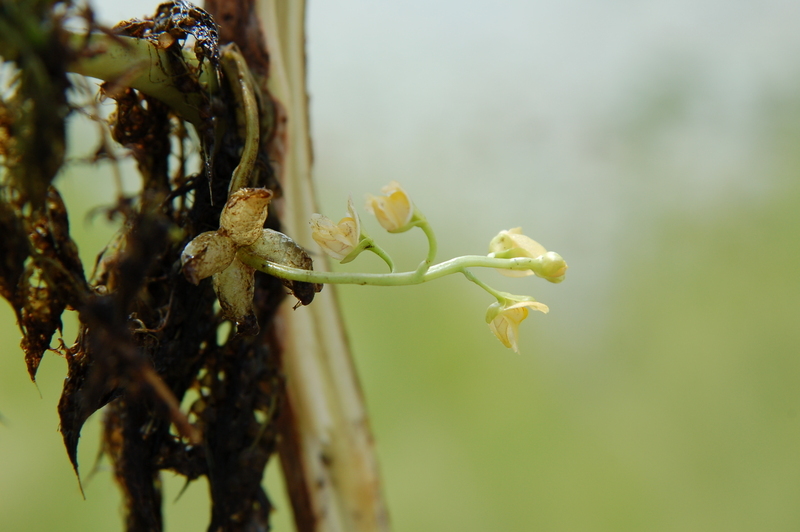 Image of Utricularia stellaris L. fil.