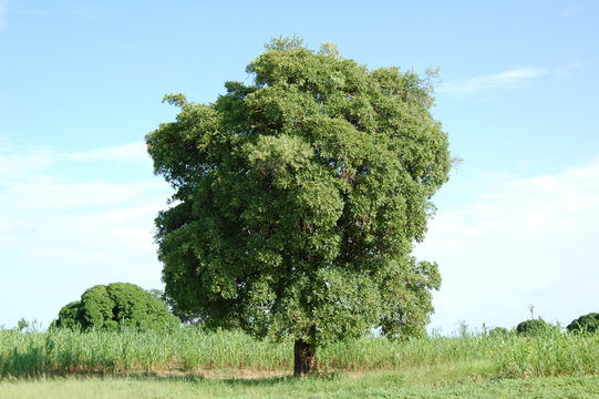 Image of Shea Butter Tree