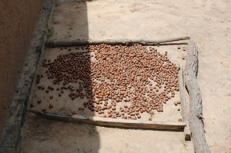 Image of Shea Butter Tree