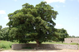 Image of Shea Butter Tree