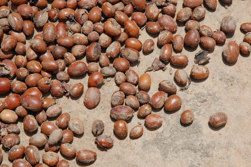 Image of Shea Butter Tree