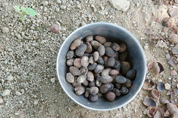 Image of Shea Butter Tree