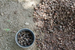 Image of Shea Butter Tree