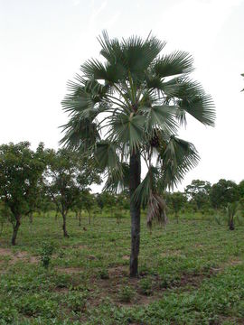 Image of Borassus akeassii Bayton, Ouédr. & Guinko