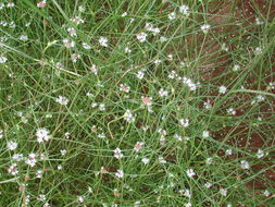 Image of Spermacoce filifolia (Schumach. & Thonn.) J.-P. Lebrun & Stork