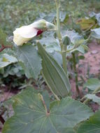 Image of okra