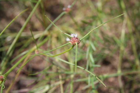 Image of Spermacoce octodon (Hepper) Hakki