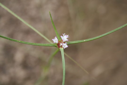 Image of Spermacoce octodon (Hepper) Hakki