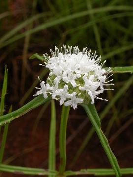 Image of Spermacoce octodon (Hepper) Hakki