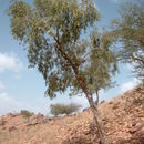 Image of Willow-leaved shepherds tree