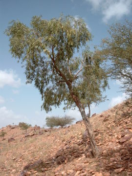 Image of Willow-leaved shepherds tree