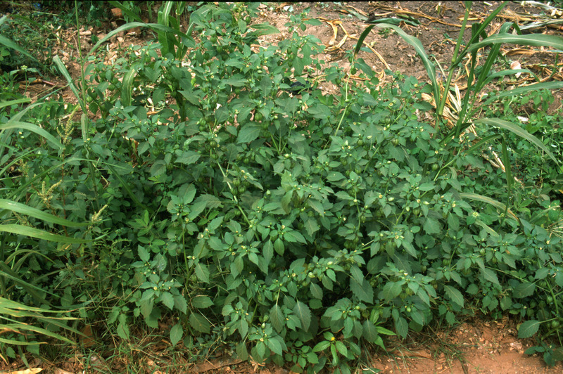 Physalis angulata L. resmi