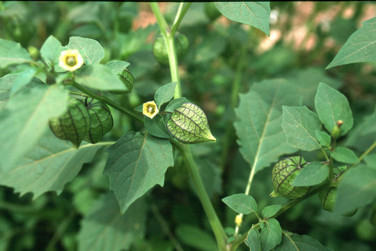 Physalis angulata L. resmi