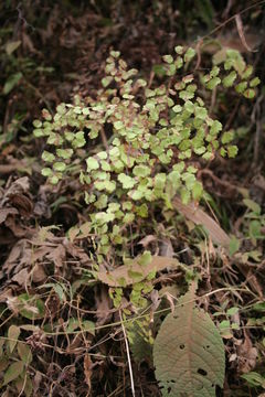 Adiantum poiretii Wikstr.的圖片