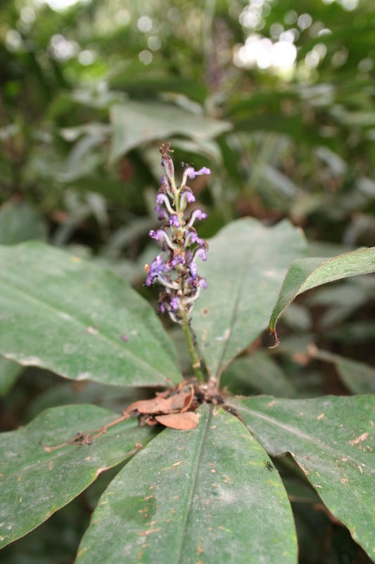 Image of Palisota hirsuta (Thunb.) K. Schum.