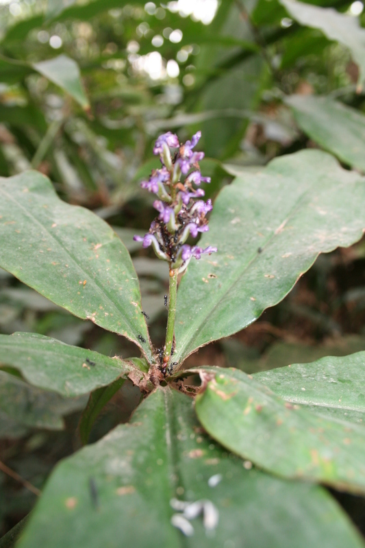 Image of Palisota hirsuta (Thunb.) K. Schum.