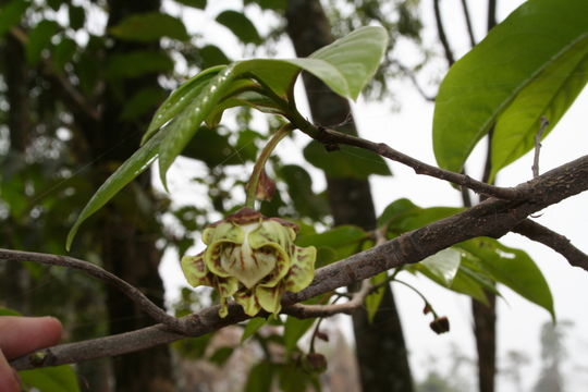 Image of <i>Monodora brevipes</i> Benth.